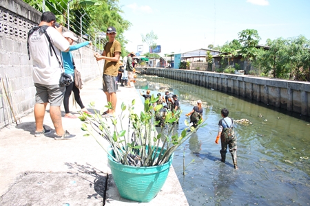 Hard Rock Hotel Pattaya employees plant mangrove shoots and clean garbage out of Nokyang Canal.